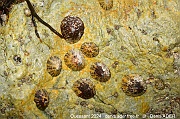 Patella rustica Patella vulgata-Ouessant Plage de Corz -5m-20240822-da-DSC_9091_tn